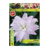 POLETI CVETOČA ČEBULICA HOLLAND BULB MARKET LILIJA ORIENTALSKA DV. DOUBLE PLEASURE