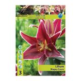 LILIJA HOLLAND BULB MARKET ORIENTALSKA MAGNY COURS