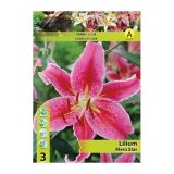 LILIJA HOLLAND BULB MARKET ORIENTALSKA MERO STAR