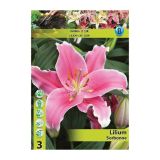 POLETI CVETOČA ČEBULICA HOLLAND BULB MARKET LILIJA ORIENTALSKA SORBONNE