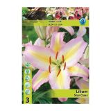 LILIJA HOLLAND BULB MARKET ORIENTALSKA STAR CLASS