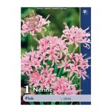 POLETI CVETOČA ČEBULICA HOLLAND BULB MARKET NERINE PINK