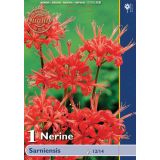 POLETI CVETOČA ČEBULICA HOLLAND BULB MARKET NERINE SARNIENSIS