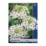 POLETI CVETOČA ČEBULICA HOLLAND BULB MARKET ORNITHOGALUM SPNDERSIAE