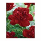 POLETI CVETOČA ČEBULICA HOLLAND BULB MARKET POTONICA RED CHARM