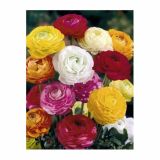 POLETI CVETOČA ČEBULICA HOLLAND BULB MARKET RANUNCULUS MIXED