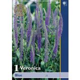 POLETI CVETOČA ČEBULICA HOLLAND BULB MARKET VERONICA BLUE