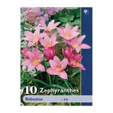 POLETI CVETOČA ČEBULICA HOLLAND BULB MARKET ZEPHYRANTHES ROBUSTUS