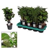 SOBNA ZELENA RASTLINA POLIKASIJA MIX 3 VARIANTE L12