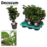 SOBNA ZELENA RASTLINA POLIKASIJA MIX 3 VARIANTE L12