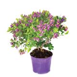 MEDITERANSKE RASTLINE POLYGALA MYRTIFOLIA L19 VIŠ 70CM