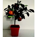 MEDITERANSKE RASTLINE POMARANČA L20