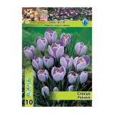 POMLADI CVETOČA ČEBULICA HOLLAND BULB MARKET CROCUS PICKWICK 7/8 10 KOS