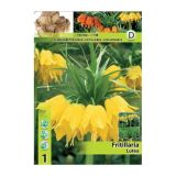 POMLADI CVETOČA ČEBULICA HOLLAND BULB MARKET FRITILLARIA LUTEA 20/22 1 KOS