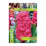 POMLADI CVETOČA ČEBULICA HOLLAND BULB MARKET HIACINTA HOLLYHOCK 15/16 2 KOS