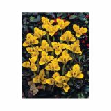 POMLADI CVETOČA ČEBULICA HOLLAND BULB MARKET IRIS DANFORDIAE 5/6 15KOS