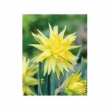 POMLADI CVETOČA ČEBULICA HOLLAND BULB MARKET NARCISA MINI RIP VAN WINKLE 10/12 7KOS