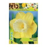 POMLADI CVETOČA ČEBULICA HOLLAND BULB MARKET NARCISA VELIKOCVETNA AVALON 12/14 5 KOS