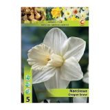 POMLADI CVETOČA ČEBULICA HOLLAND BULB MARKET NARCISA VELIKOCVETNA OREGON SNOW 12/14 5 KOS