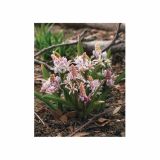 POMLADI CVETOČA ČEBULICA HOLLAND BULB MARKET SCILIA BIFOLIA ROSEA 5/+ 10KOS