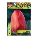 POMLADI CVETOČA ČEBULICA HOLLAND BULB MARKET TULIPAN FOSTERIANA PURISSIMA KING 11/12