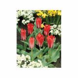 POMLADI CVETOČA ČEBULICA HOLLAND BULB MARKET TULIPAN KAUFMANIA PINK DWARF 11/12 10KOS