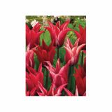 POMLADI CVETOČA ČEBULICA HOLLAND BULB MARKET TULIPAN LILIJSKI LILYCHIC 11/12 10 KOS