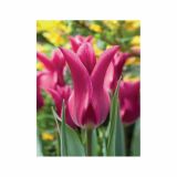 POMLADI CVETOČA ČEBULICA HOLLAND BULB MARKET TULIPAN LILIJSKI PURPLE DREAM 11/12 10KOS