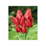 POMLADI CVETOČA ČEBULICA HOLLAND BULB MARKET TULIPAN MNOGOCVETNI ROULETTE 11/12 8KOS