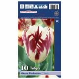 POMLADI CVETOČA ČEBULICA HOLLAND BULB MARKET TULIPAN THRIUMPH GRAND PERFECTION 11/12