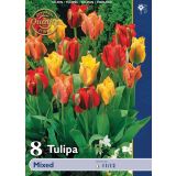 POMLADI CVETOČA ČEBULICA HOLLAND BULB MARKET TULIPAN VIRIDIFLORA 8KOS VIRIDIFLORA MIX 11/12