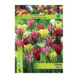 POMLADI CVETOČA ČEBULICA HOLLAND BULB MARKET TULIPAN VIRIDIFLORA MIXED 11/12 5 KOS