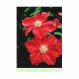 POPENJAVKA CLEMATIS ERNEST MARKHAM LONEC 2 L VIŠINA DO 60 CM