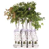 POPENJAVKA JAPONSKA GLICINIJA