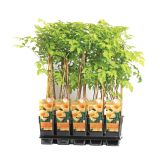 POPENJAVKA JASMINOVA TROBLA