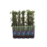 POPENJAVKA JUŽNI SROBOT