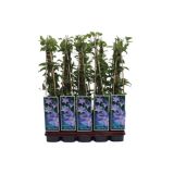 POPENJAVKA MODRI KLEMATIS