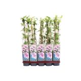 POPENJAVKA MODRI KLEMATIS