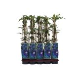 POPENJAVKA OKRASNI SROBOT