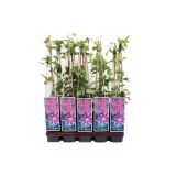 POPENJAVKA OKRASNI SROBOT