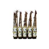 POPENJAVKA OKRASNI SROBOT