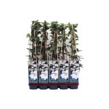 POPENJAVKA OKRASNI SROBOT