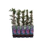 POPENJAVKA OKRASNI SROBOT