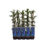 POPENJAVKA OKRASNI SROBOT