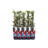 POPENJAVKA RDEČ KLEMATIS