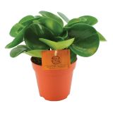 POPROVKA GREEN GOLD L12