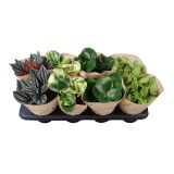POPROVKA MIX L12 CM