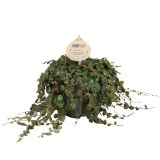 POPROVKA PEPEROMIA PROSTRATA L12 CM