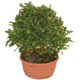 GRM POPROVO DREVO L20