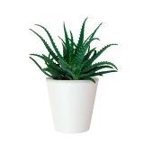 PE NOTRANJI LONEC PORTO BEL 18CM